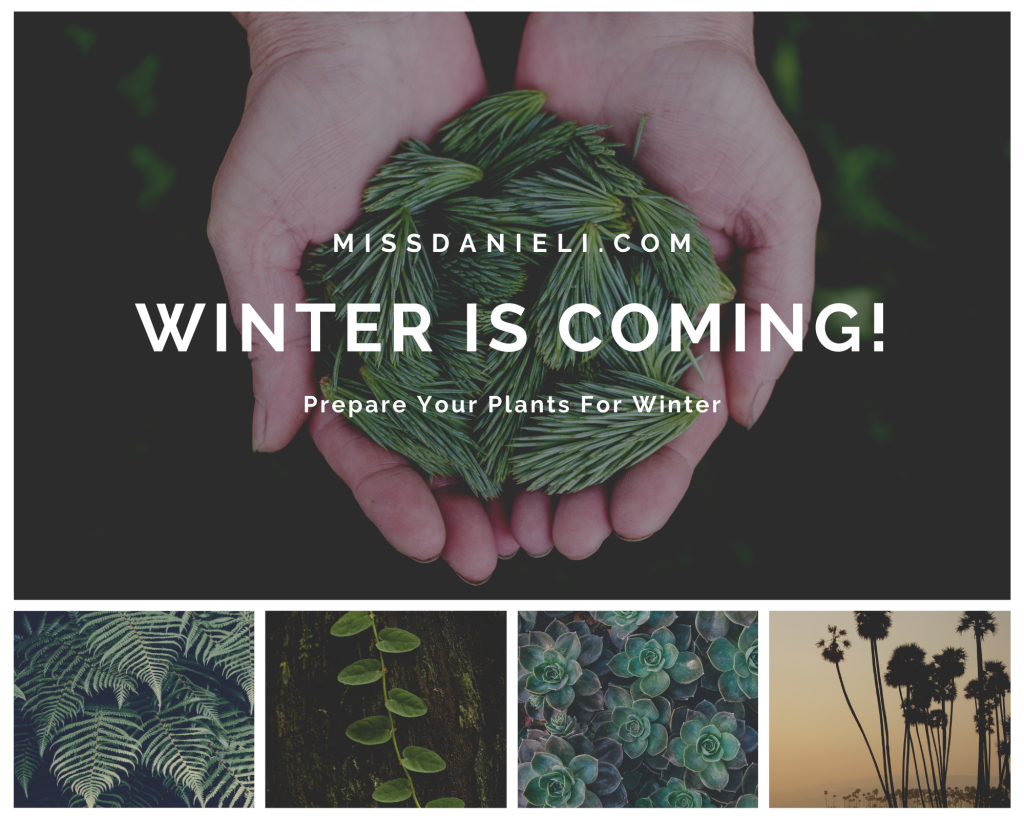 How To Take Care Of Your Plants For Winter
